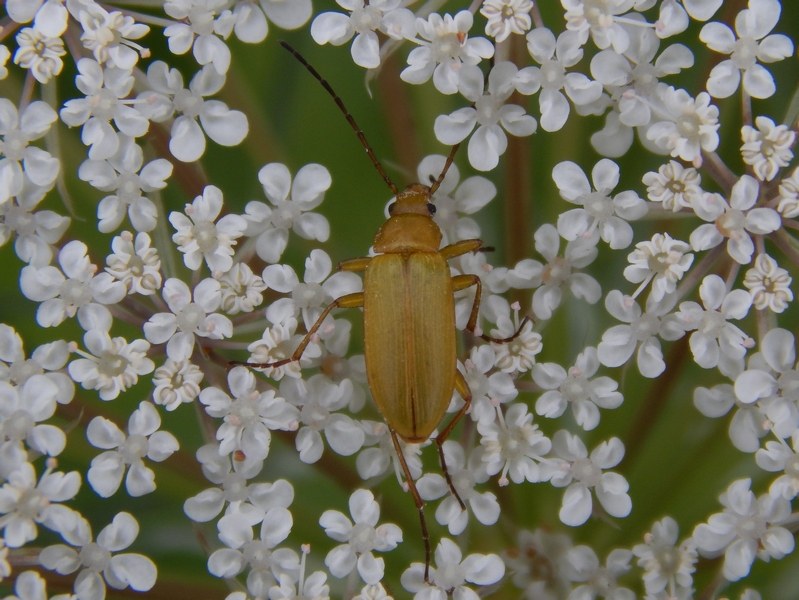 Aiuto ID coleottero3 - Cteniopus sulphureus